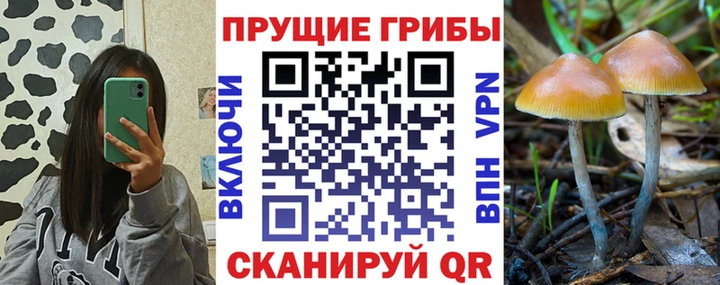 Псилоцибиновые грибы Psilocybe как найти закладки Партизанск